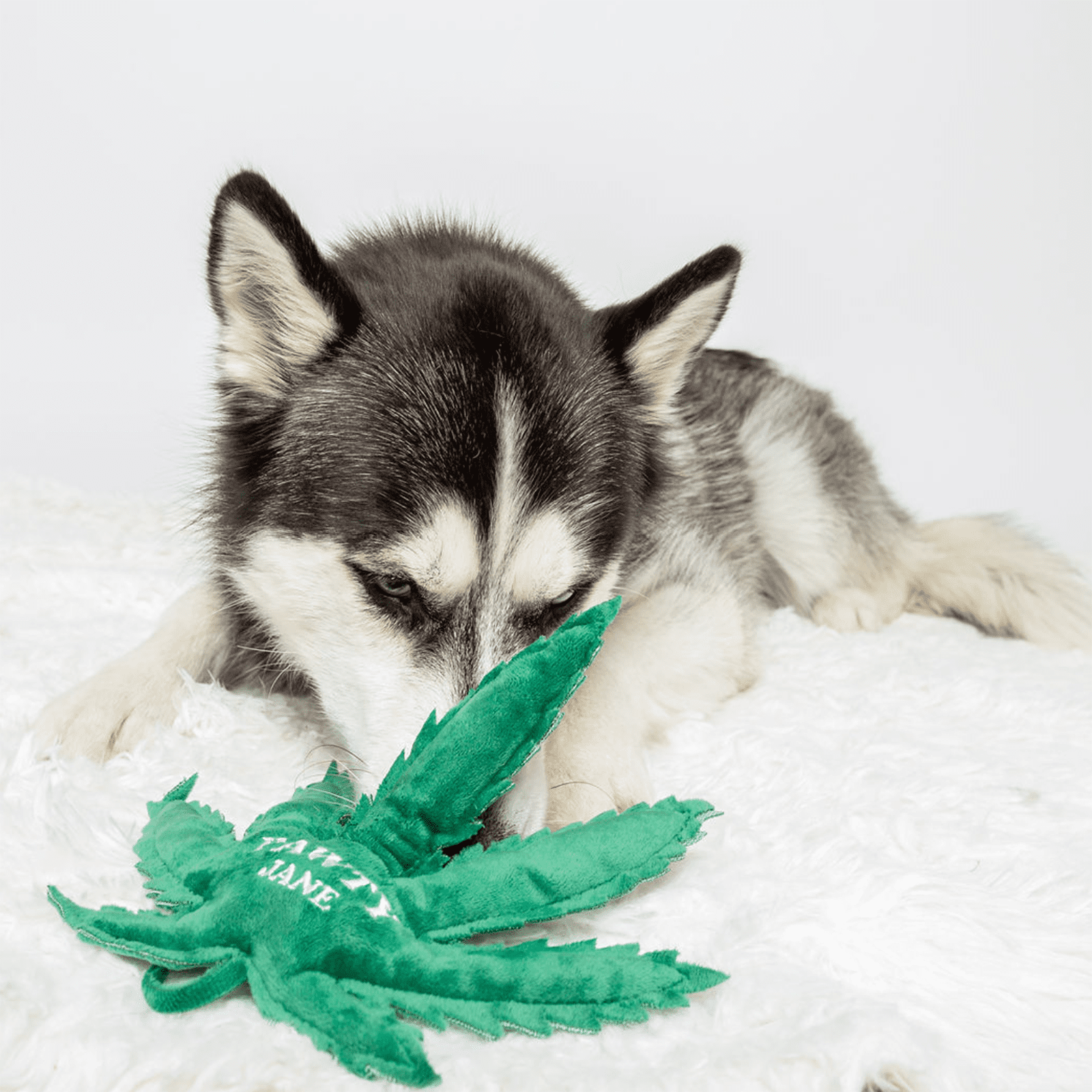 Pawty Jane Plush Dog Toy – Squeaky & Crinkle Fun