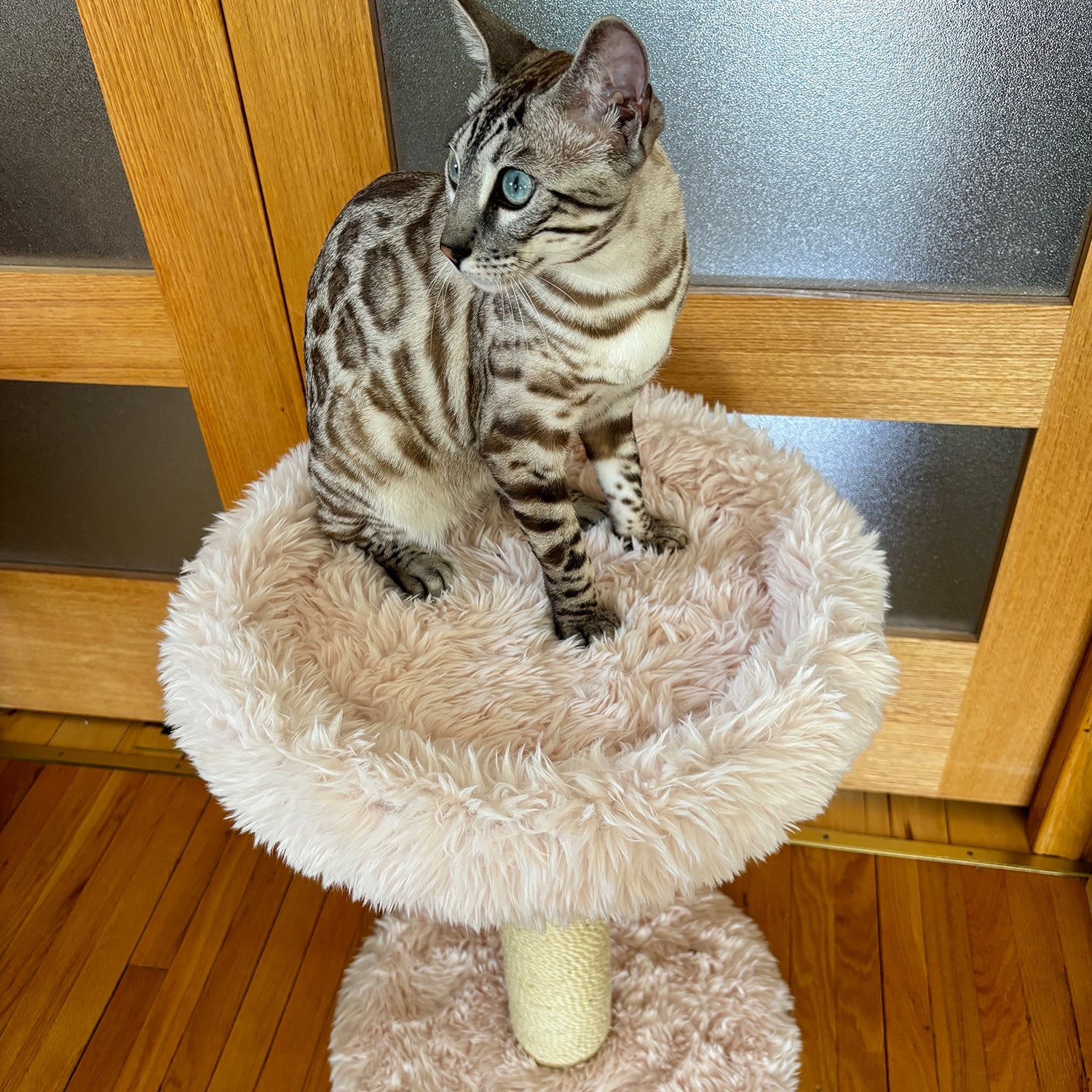 Small Cat Tree | Tag4MyPet | Ships to USA and Canada