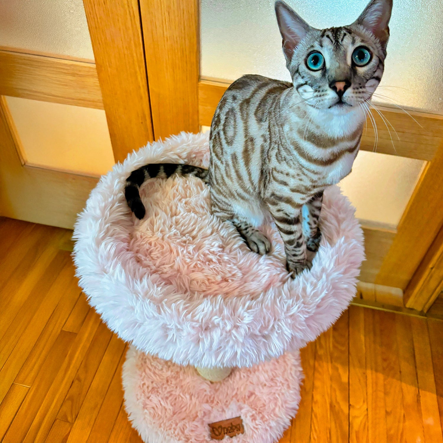 Small Cat Tree | Tag4MyPet | Ships to USA and Canada