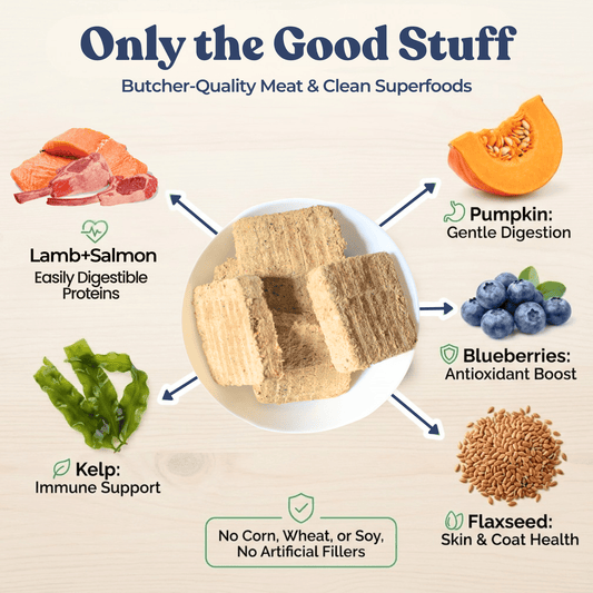 Salmon Meals for Dogs