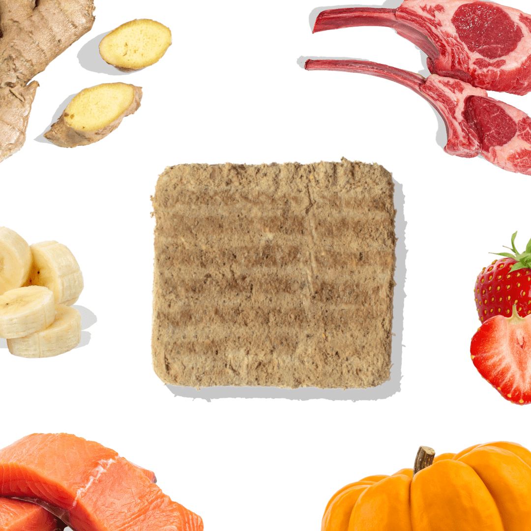 Salmon Meals for Dogs