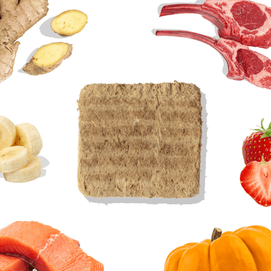 Salmon Meals for Dogs