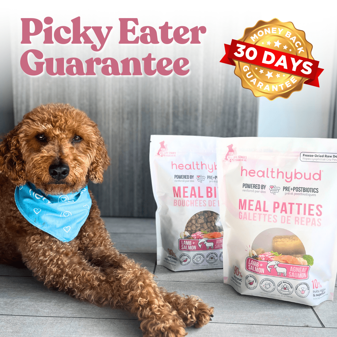 Salmon Meals for Dogs