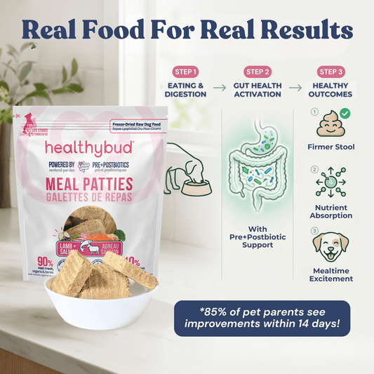 Salmon Meals for Dogs