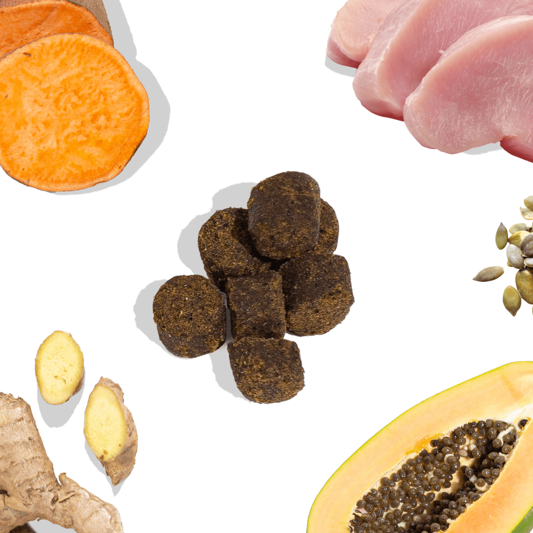 Turkey Food for Dogs