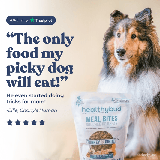 Turkey dog treats package
