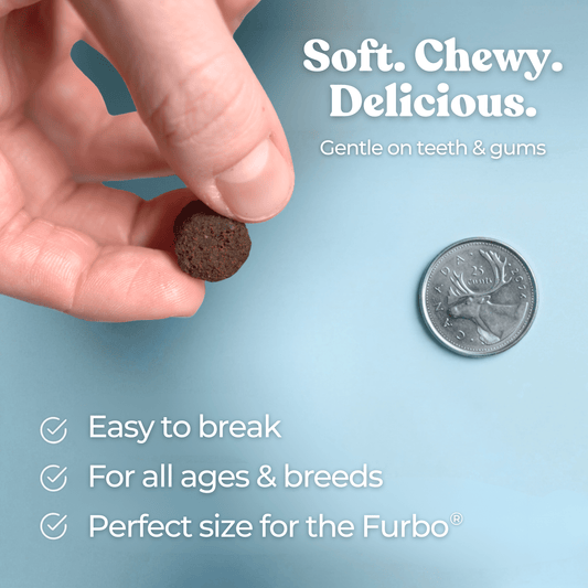 Turkey food for dogs