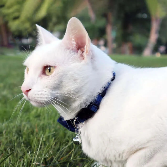 White Cat with Bowtie Cat Breakaway Collar