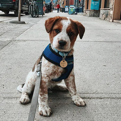 Dog wearing blue harness and custom pet tag