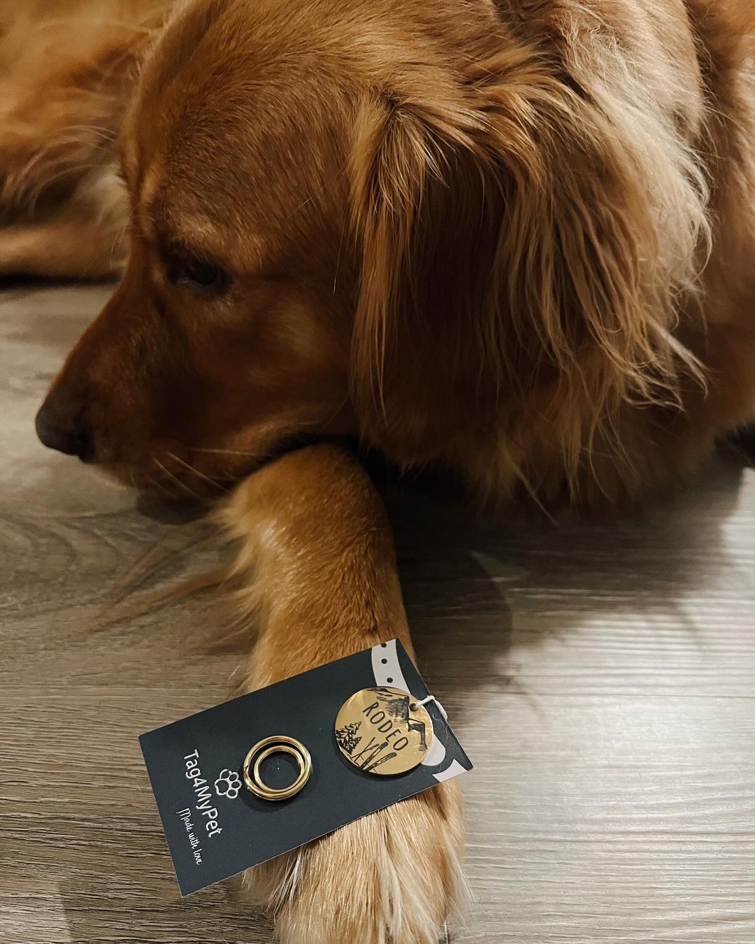 Golden Retriever holding a customized dog ID Tag | Tag4MyPet