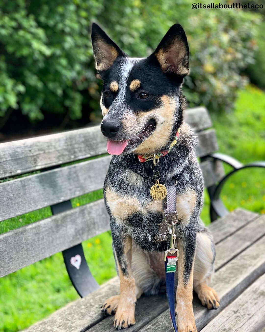 Dog wearing custom pet tag outdoors