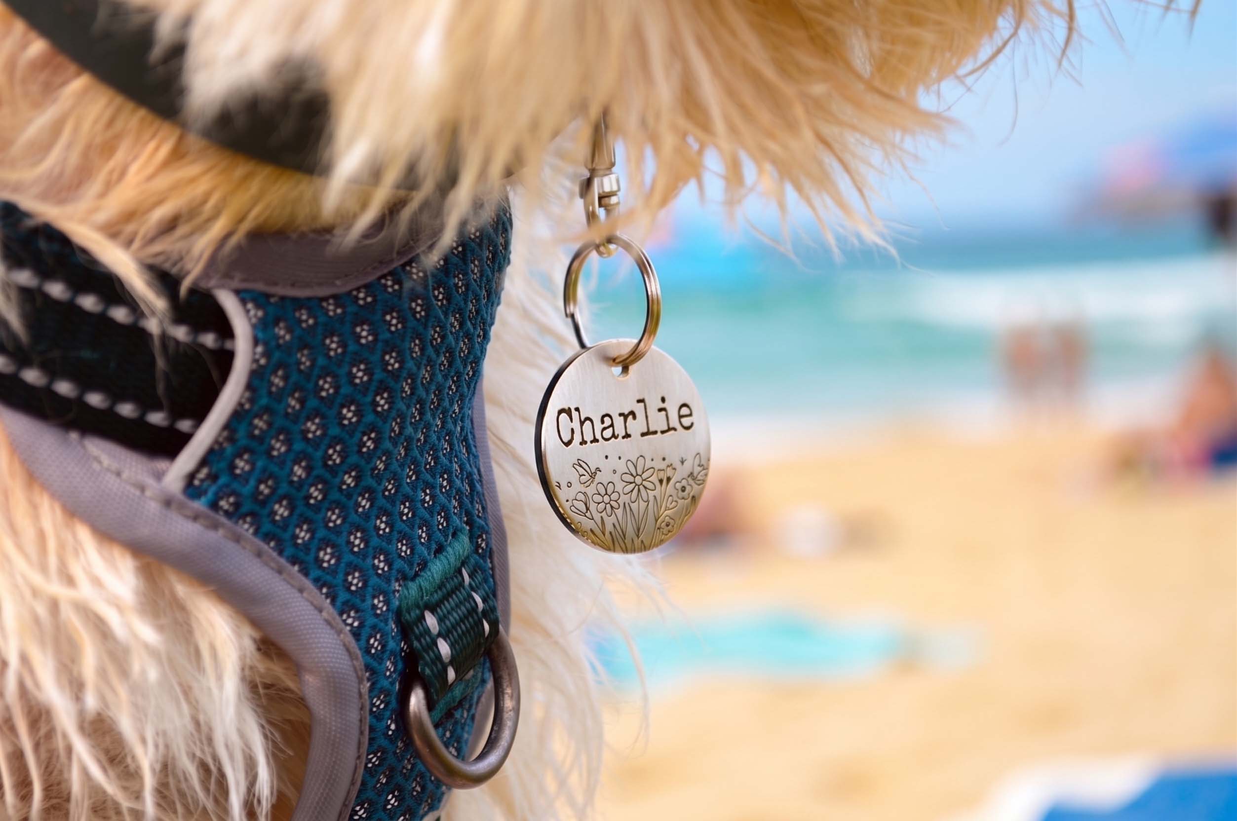 A close-up of a dog wearing a blue patterned harness and collar, with a round metal tag engraved with the name 'Charlie' hanging from the collar. The background is a blurred beach scene.