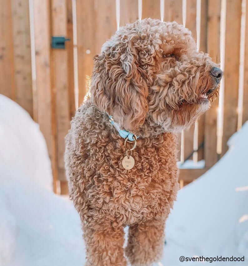 dog furry with tag