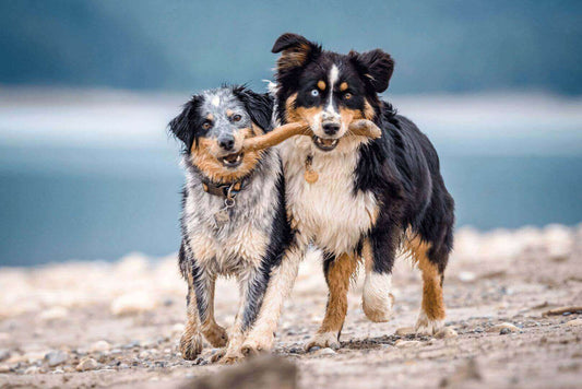 Dogs wearing dog tags