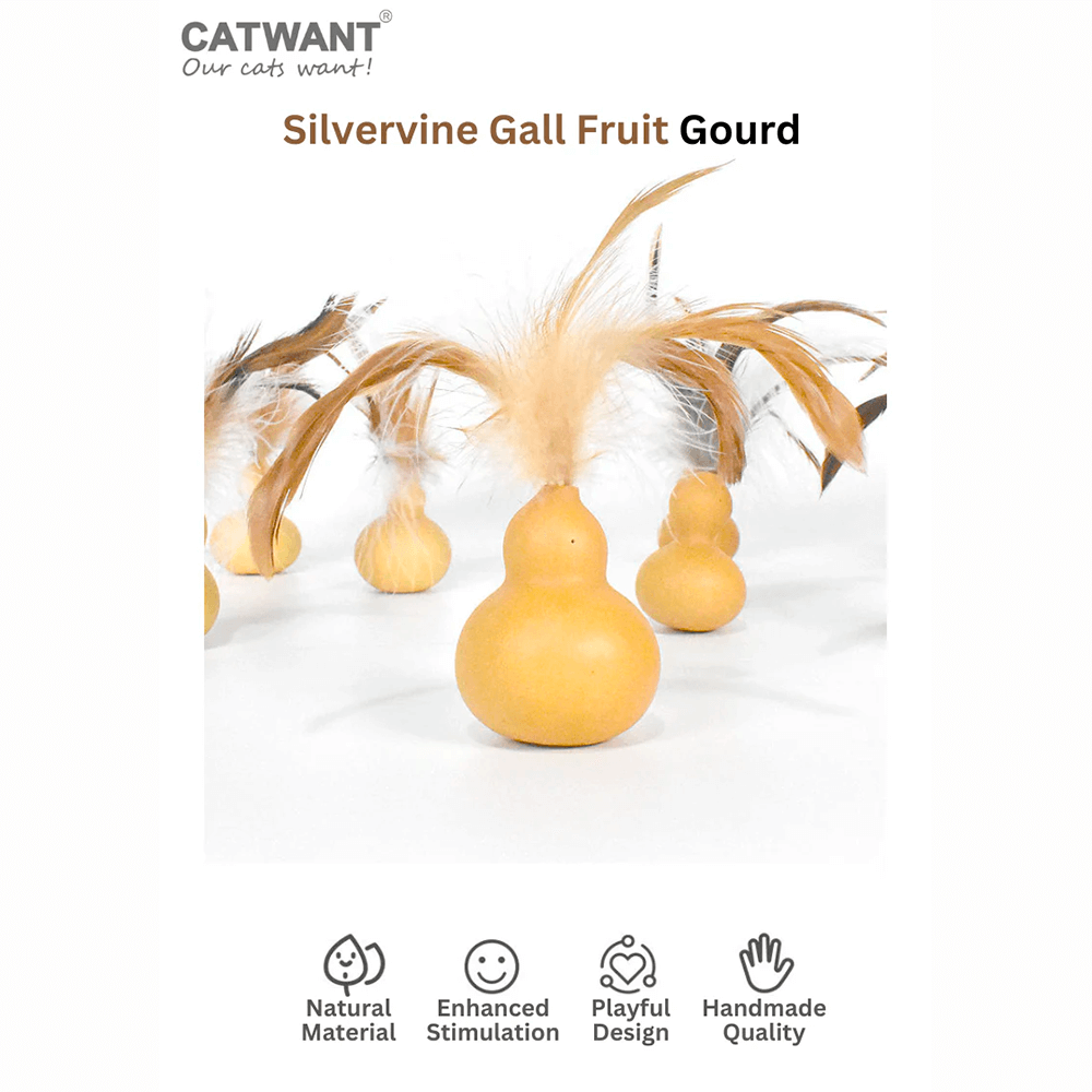 Silvervine Gall Fruit Gourd