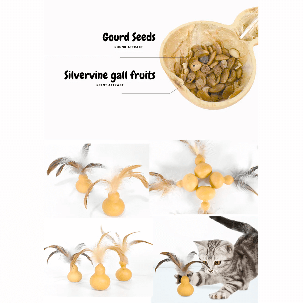 Silvervine Gall Fruit Gourd