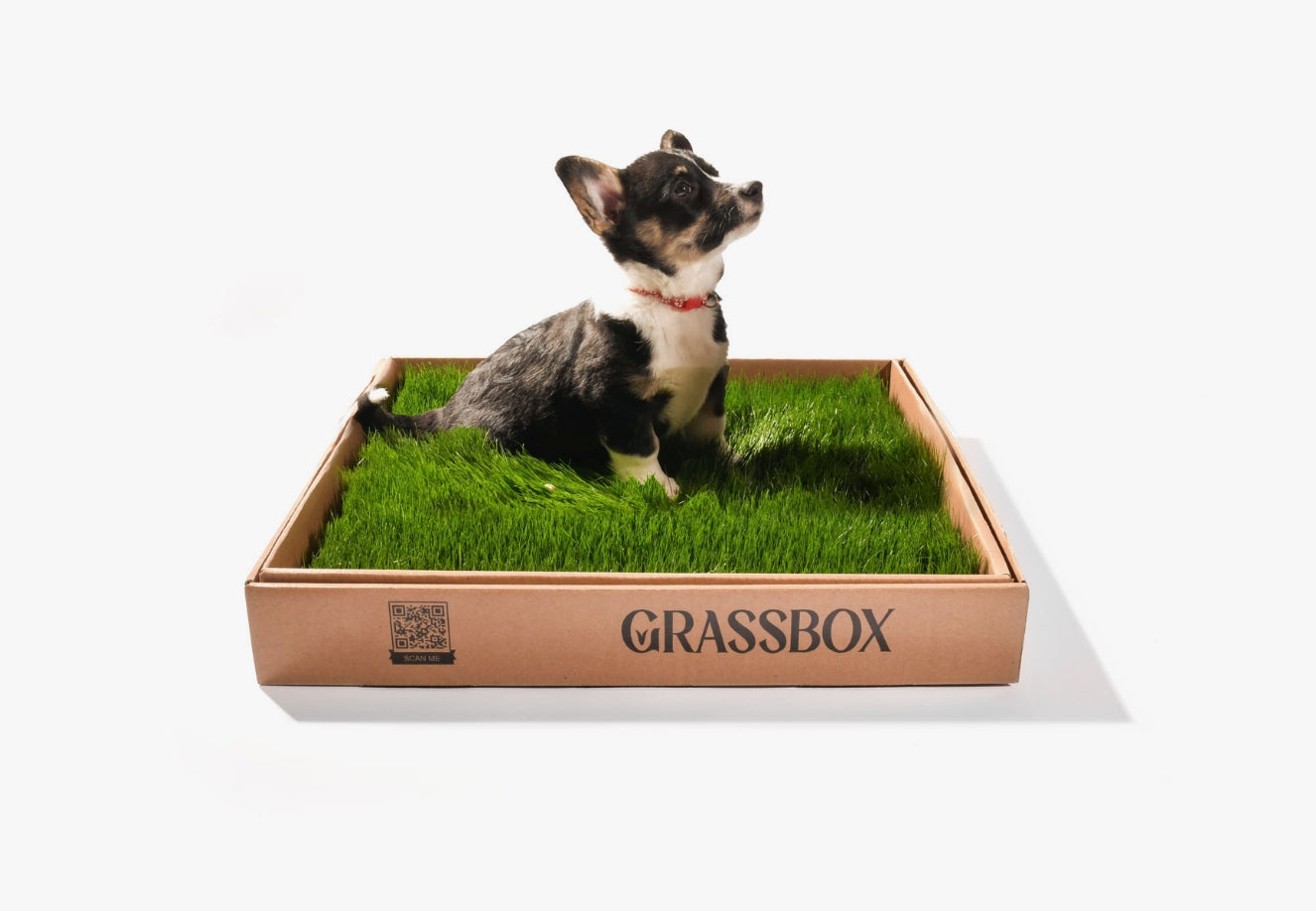 GrassBox – Biodegradable Indoor Pet Grass Patch