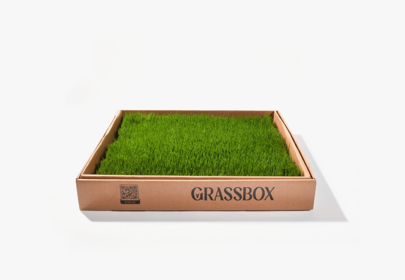 GrassBox – Natural Indoor Potty Solution for Kittens