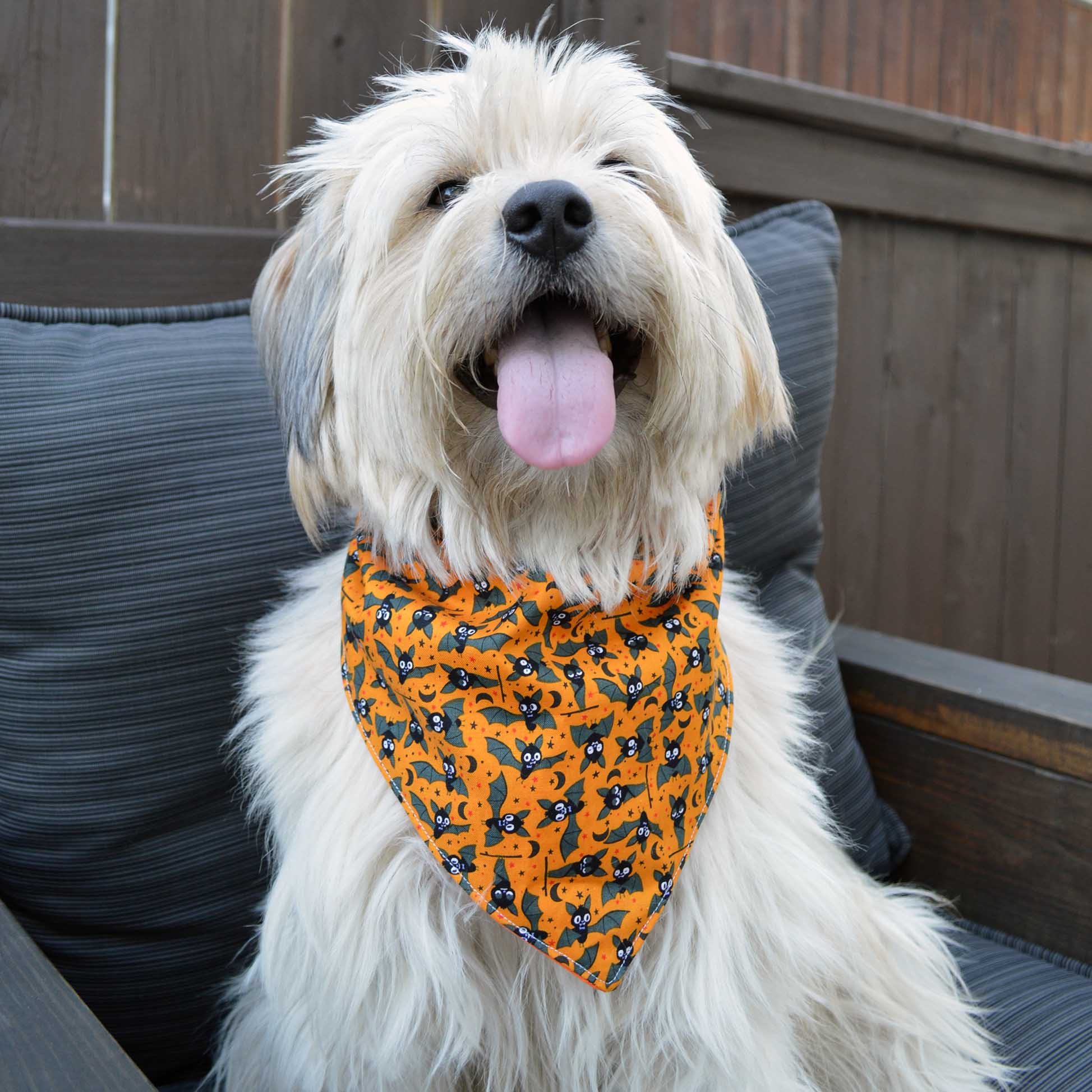 Dog With Bandana with a bat pattern