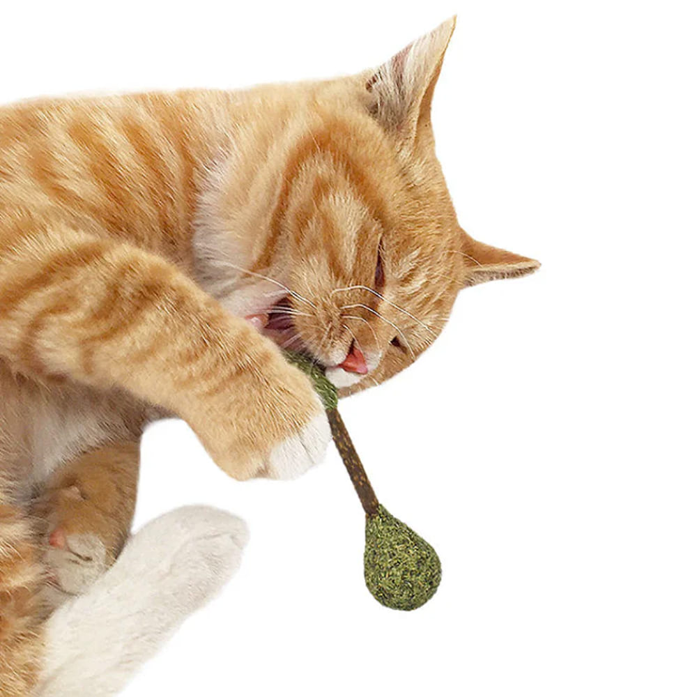 A happy orange cat playing with a dental bud made of catnip.