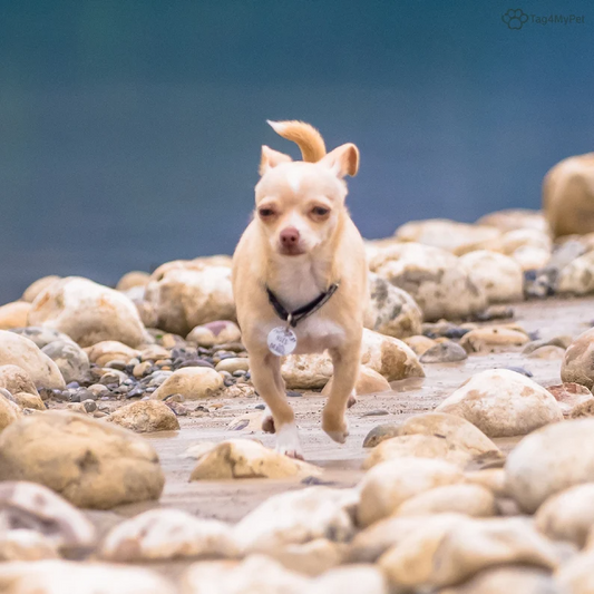 Little Dog Running
