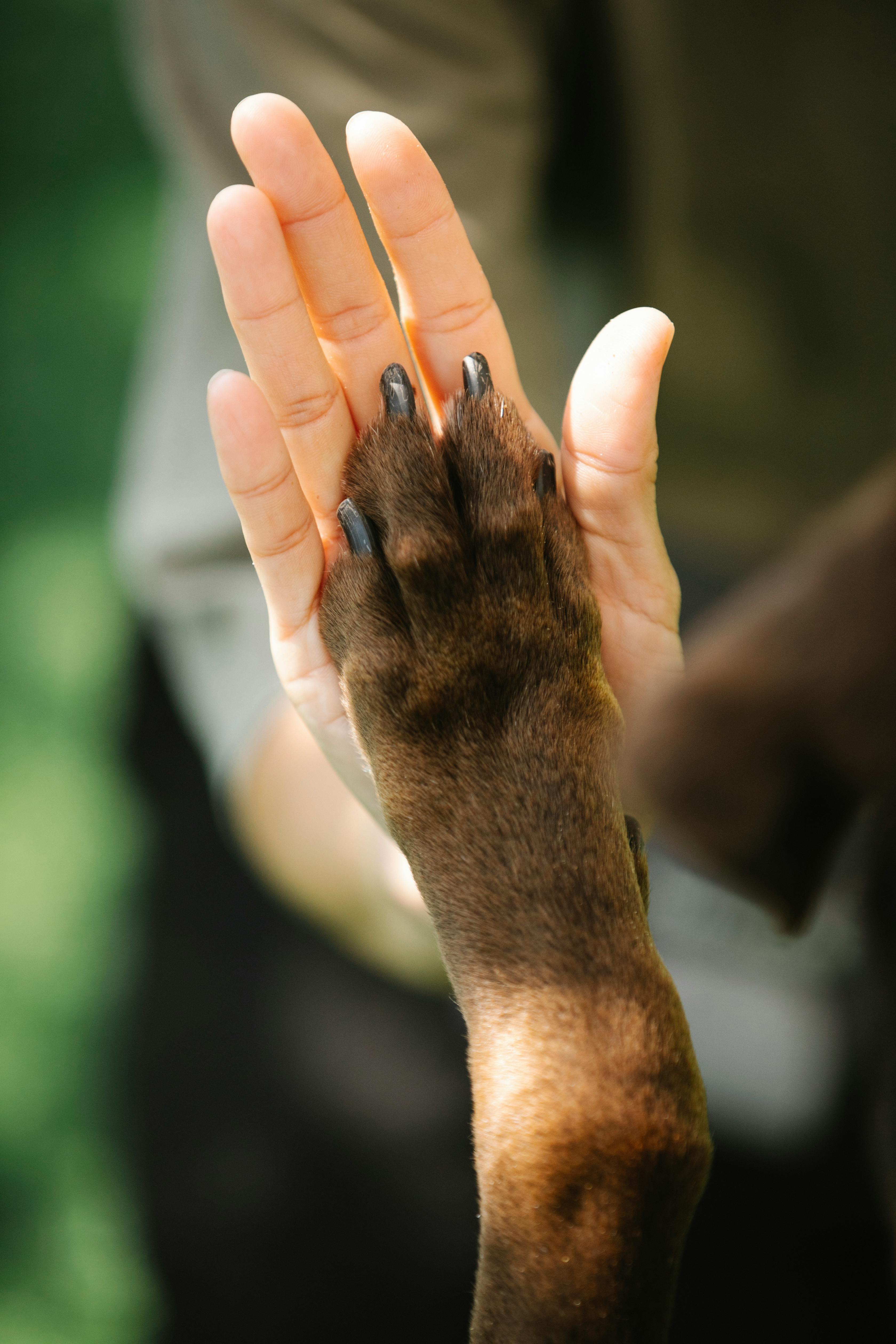 Dog owner's hand and dog's paw