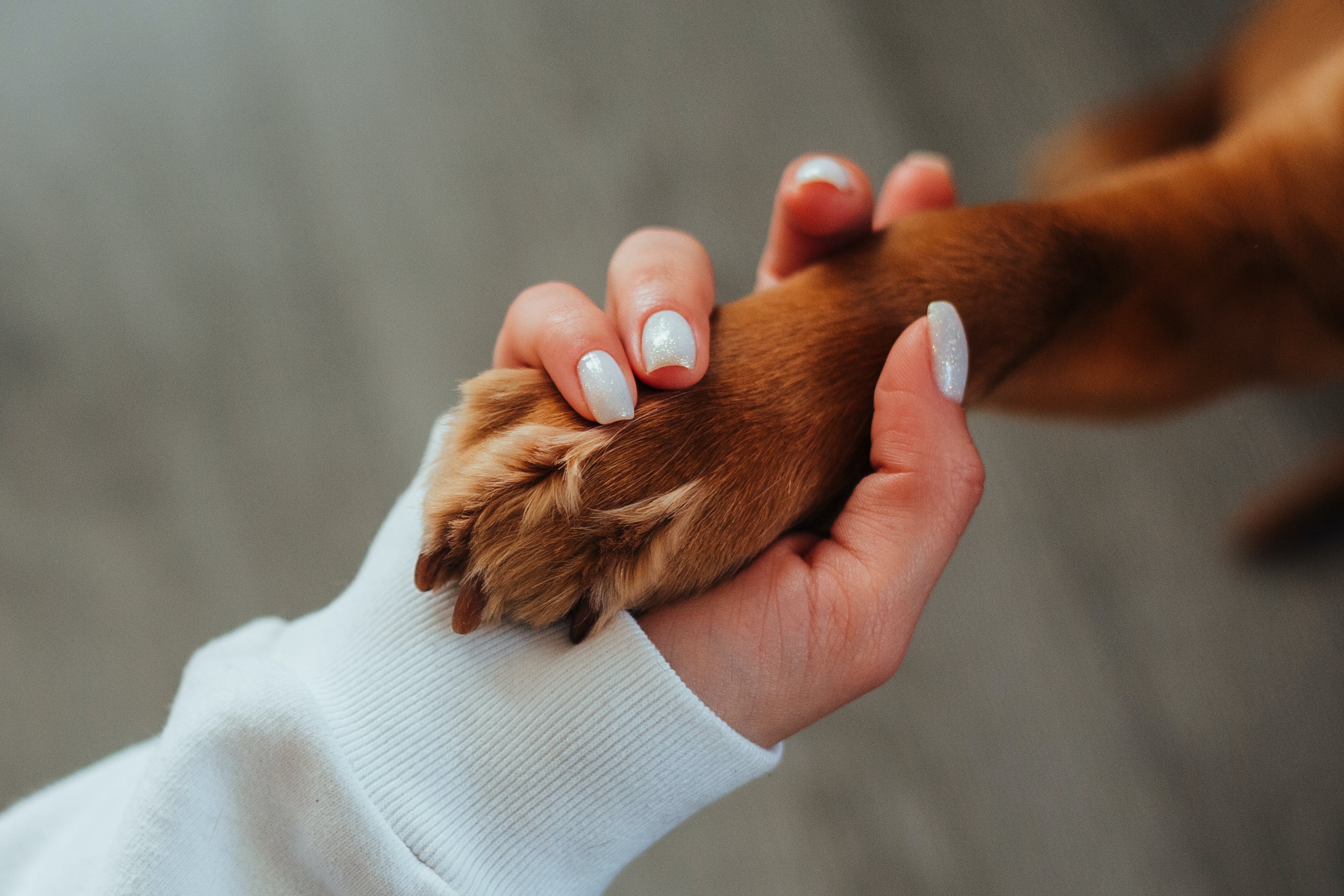 Hand holding dog paw