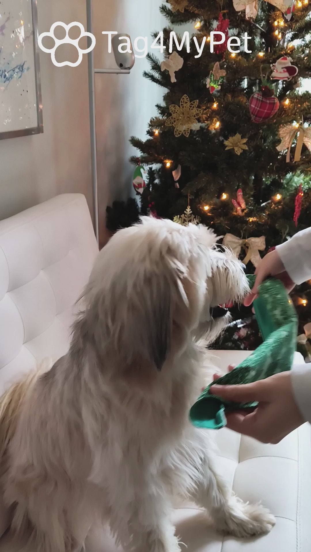 Check out how easy it is to put our dog bandanas on dogs!