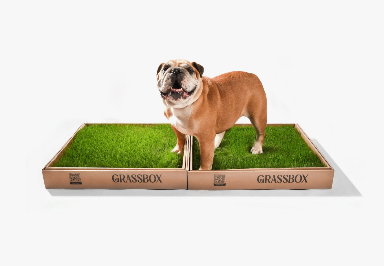 GrassBox – Biodegradable Indoor Pet Grass Patch