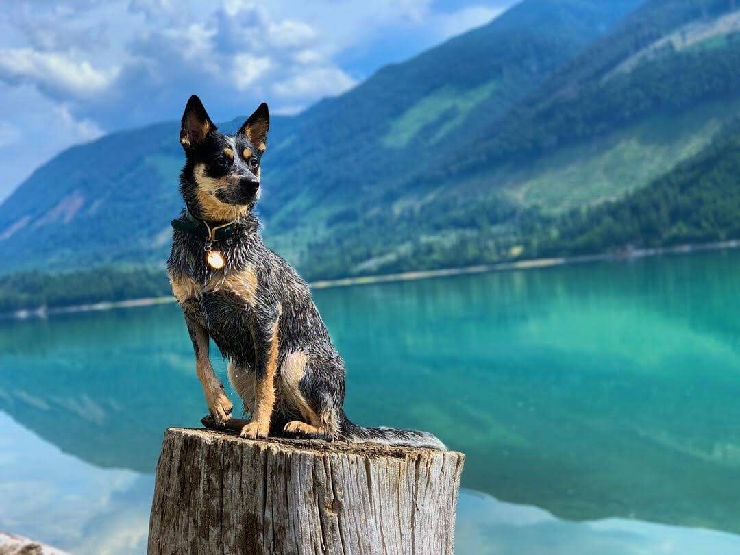 Dog sitting next to a lake