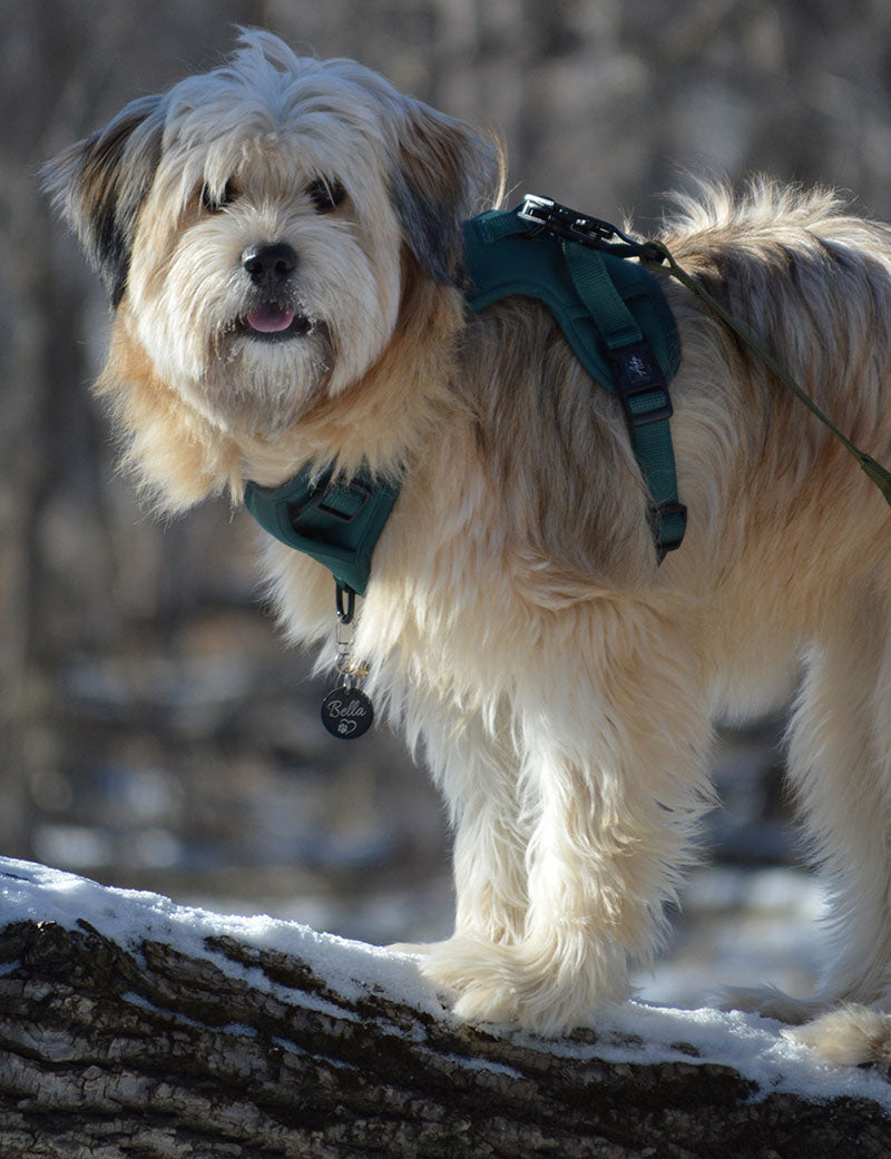 Terrier Mix Dog Snow Day Wearing Pet ID Tag and Harness