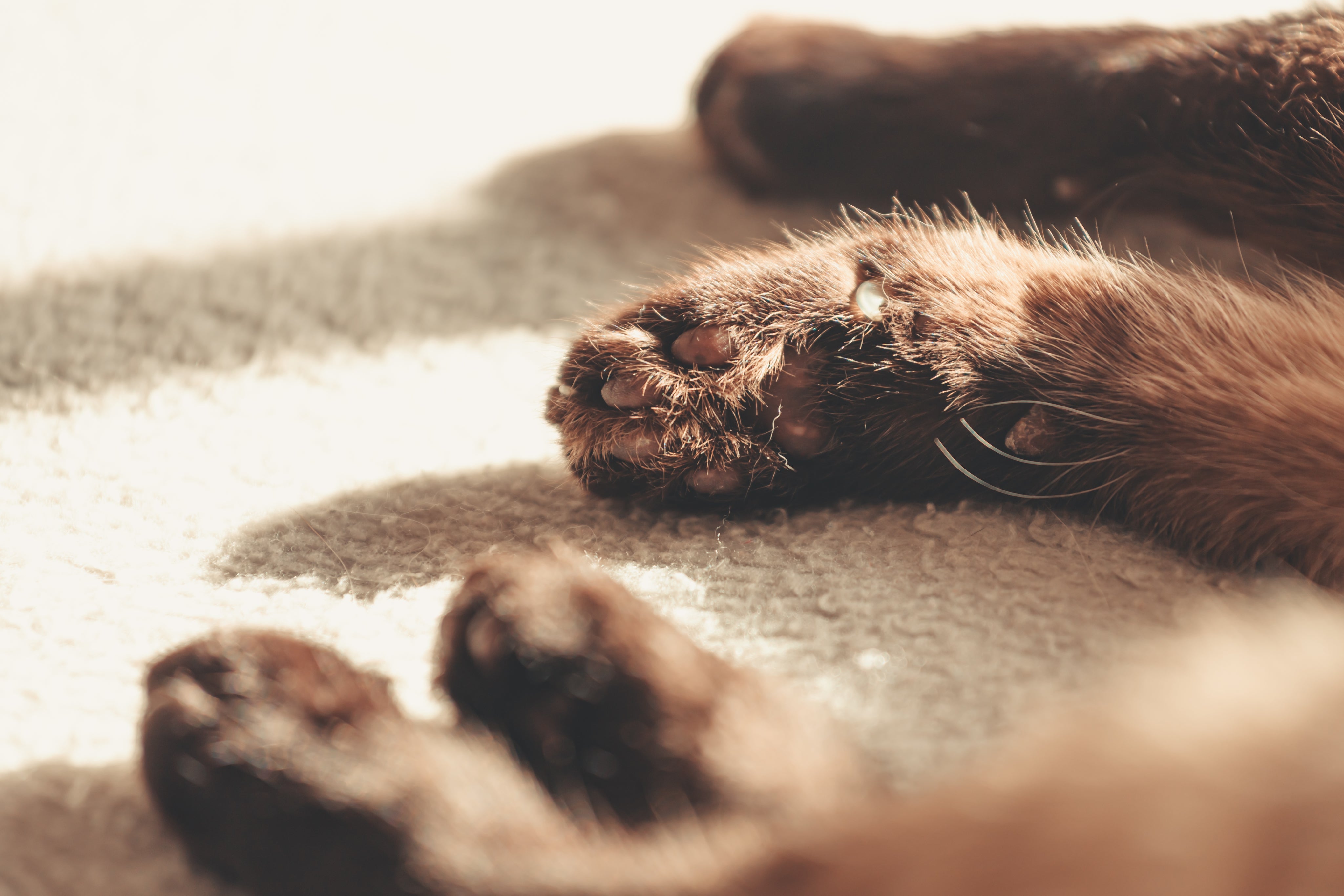 Paws of a cat