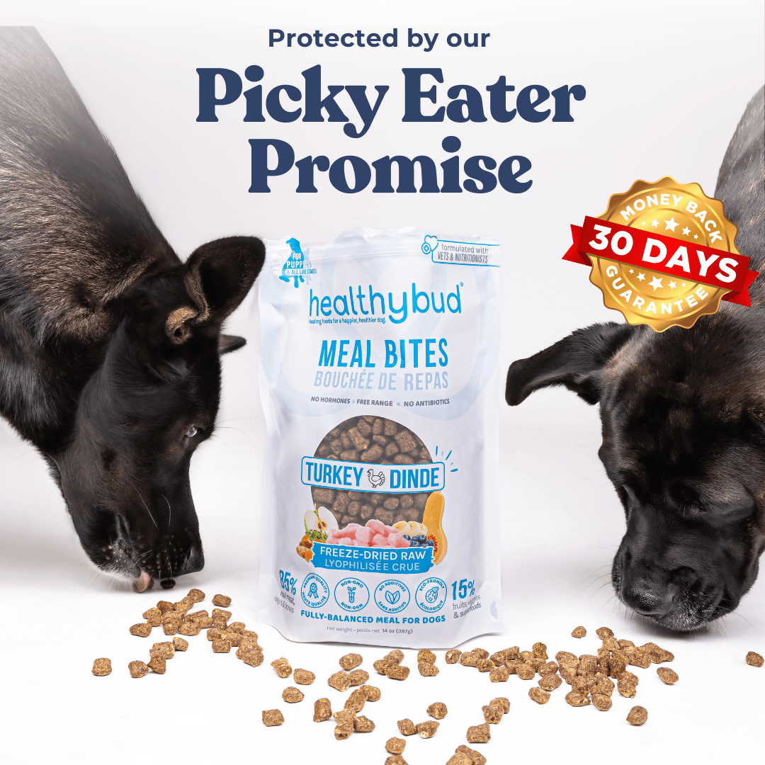 Turkey dog treats kibble