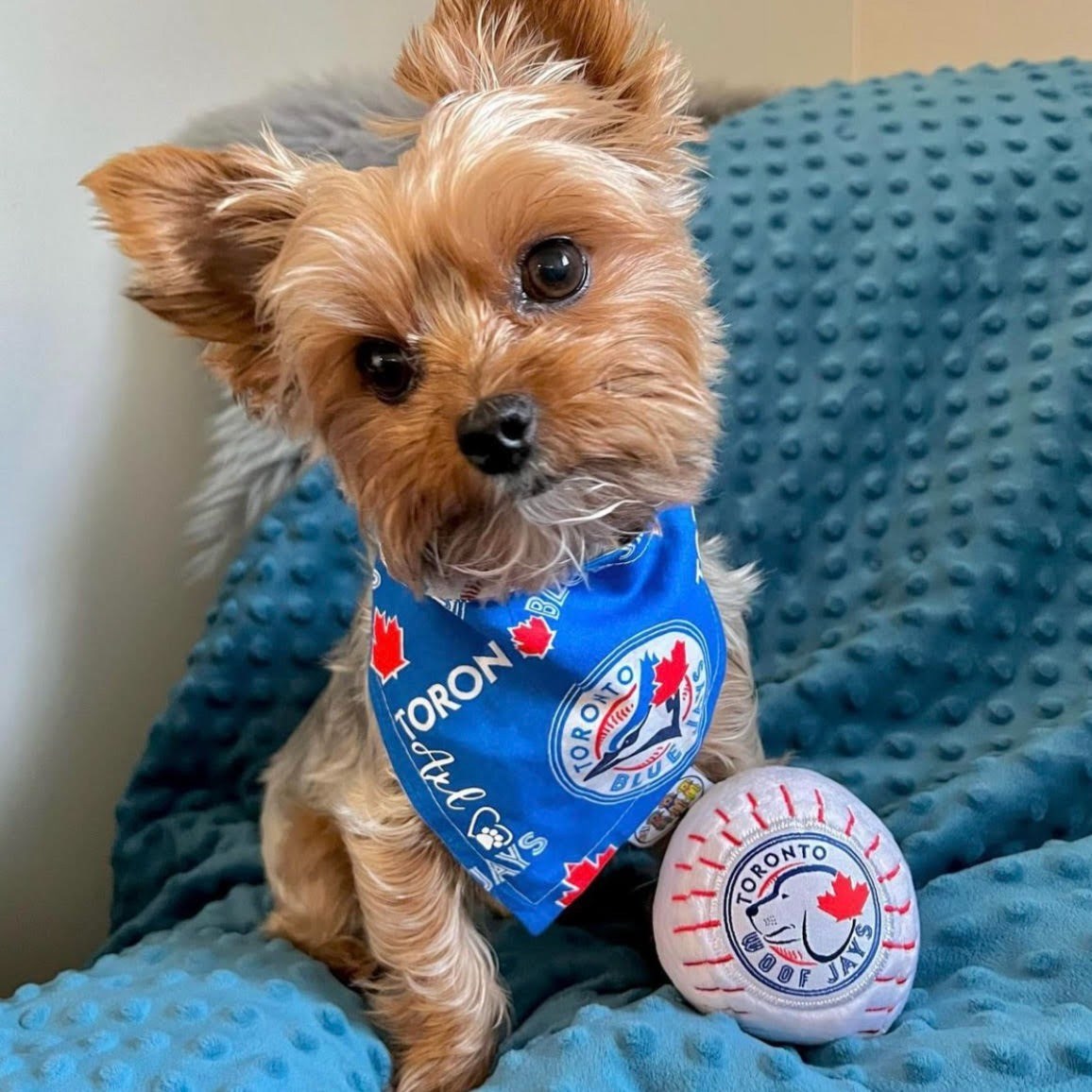 Toronto Woofjays Plush Dog Toy – Squeaky Ball Fun