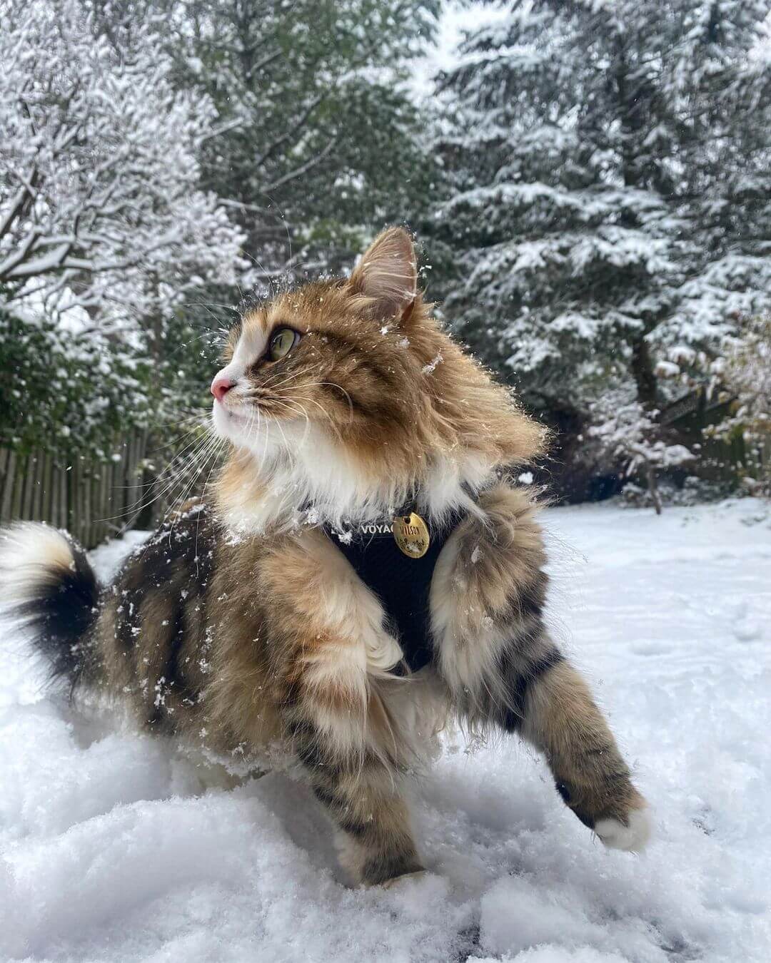 a cat wearing a pet tag