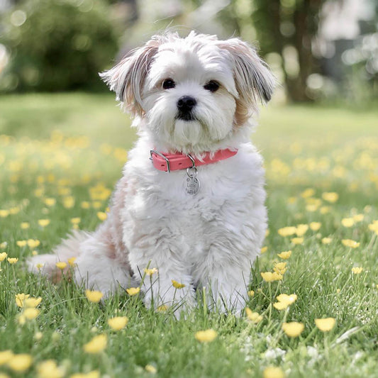 Dog name tags for collar | Tag4MyPet