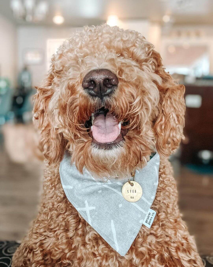 a dog wearing a dog tag