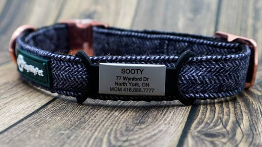 Silicone Slide On Dog Tags on Dog Collar